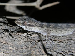 Tarentola hoggarensis