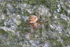 Araneus triguttatus