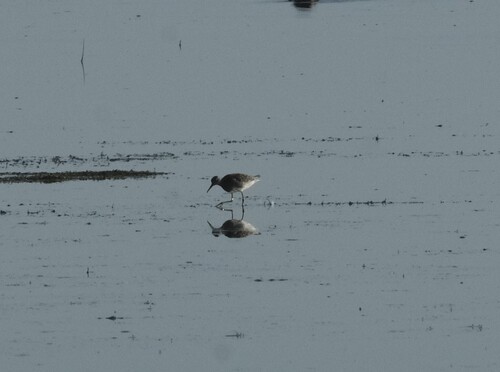 iNaturalist image