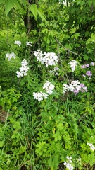 Hesperis matronalis, photograph (c) Patrick Jackson, some rights reserved (CC BY)