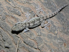Tarentola hoggarensis