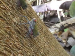 Enchophora subviridis