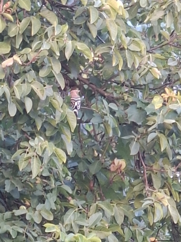 Common Hoopoe