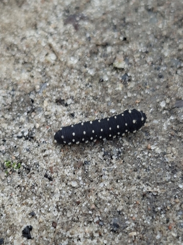Skullcap Tigress