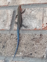 Plestiodon inexpectatus