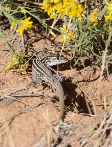 Chihuahuan Spotted Whiptail