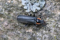 Cantharis obscura