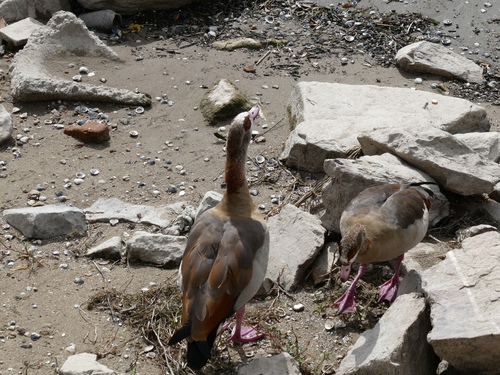 iNaturalist image
