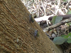 Enchophora subviridis