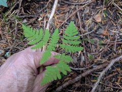 Gymnocarpium disjunctum