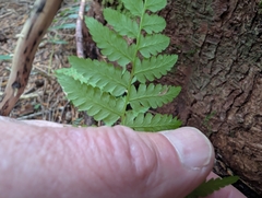 Gymnocarpium disjunctum, photograph (c) humon, some rights reserved (CC BY)