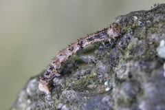 Apocheima hispidaria