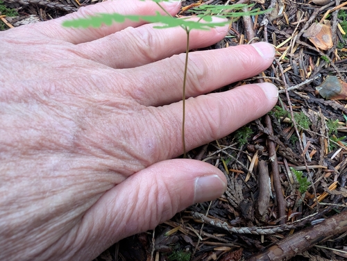 Gymnocarpium disjunctum, photograph 3