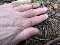 Gymnocarpium disjunctum, photograph (c) humon, some rights reserved (CC BY)