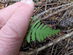 Gymnocarpium disjunctum, photograph (c) humon, some rights reserved (CC BY)