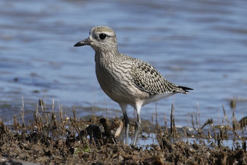 iNaturalist: (c) Cindy Haddon Andrews, some rights reserved (CC BY-NC), uploaded by Cindy Haddon Andrews iNaturalist image