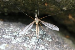 Tipula vernalis