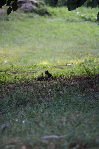 Eurasian Red Squirrel
