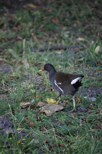 Eurasian Moorhen