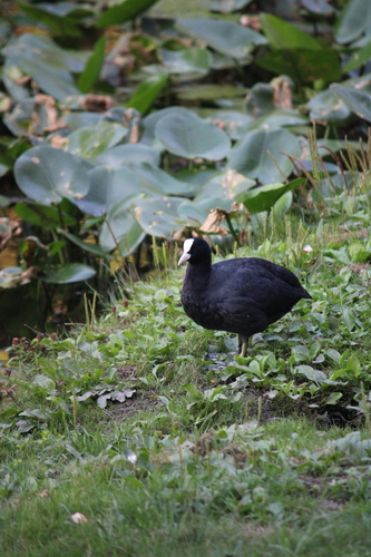 Eurasian Coot