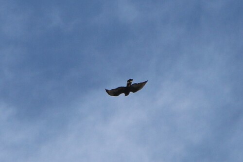 Zone-tailed Hawk
