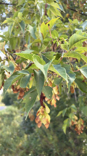 box elder