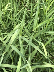 Leersia