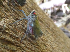 Enchophora subviridis