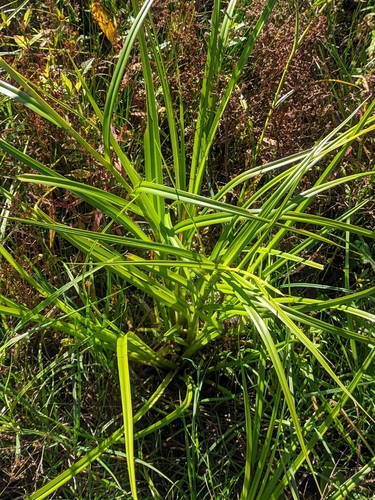 Scirpus radicans, photograph 1