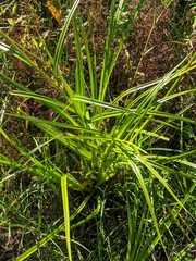 Scirpus radicans