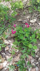 Lathyrus rotundifolius