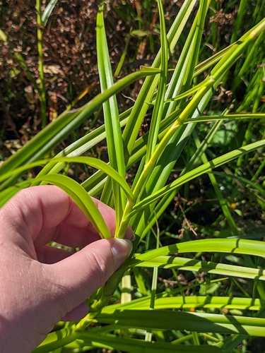 Scirpus radicans, photograph 2