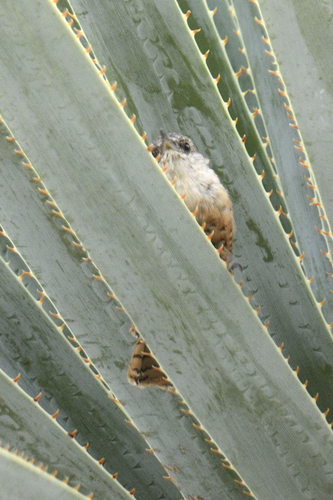 Saltapared Barranqueño