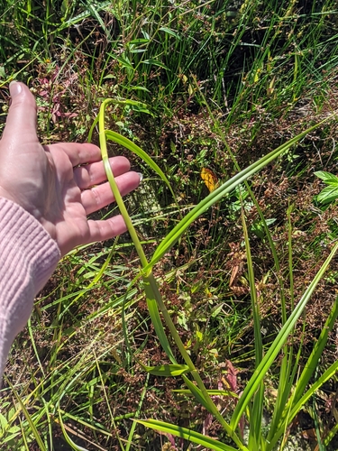Scirpus radicans, photograph 3