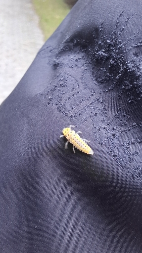 Orange Ladybird
