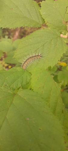 Fall Webworm Moth