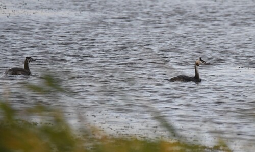 iNaturalist image