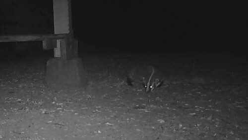 American Badger