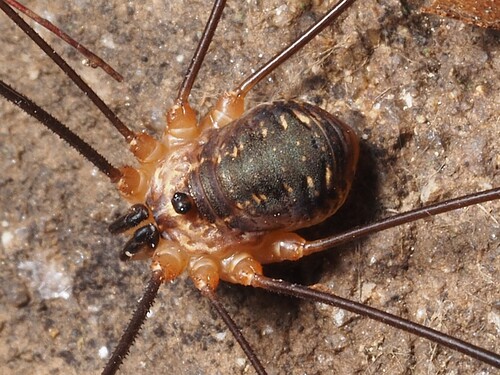 Leiobunum apenninicum