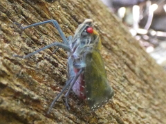 Enchophora subviridis