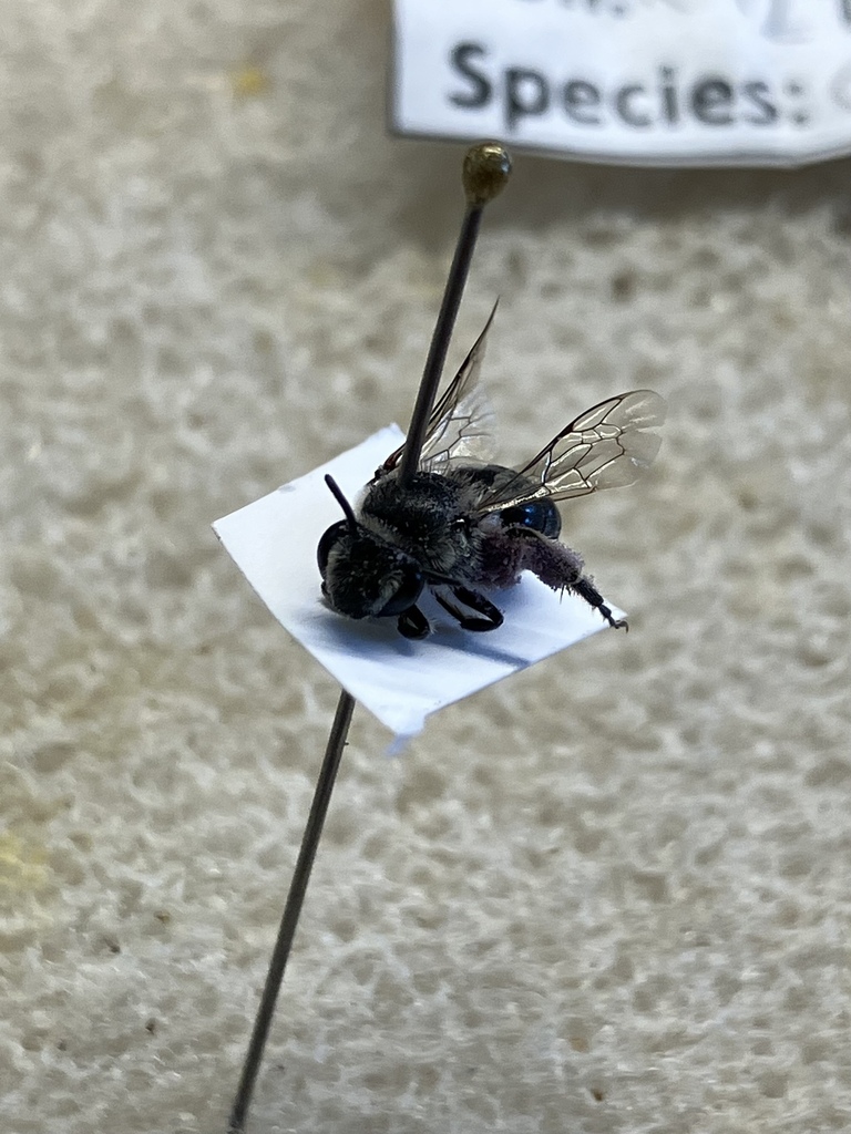 Colletes brevicornis