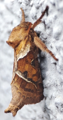 Orange Swift
