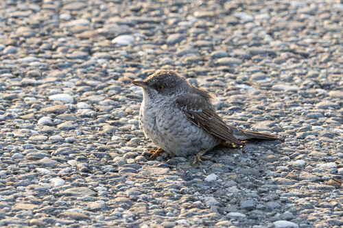 Curruca gavilana (Curruca nisoria)