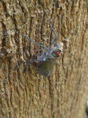 Enchophora subviridis