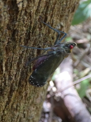 Enchophora subviridis