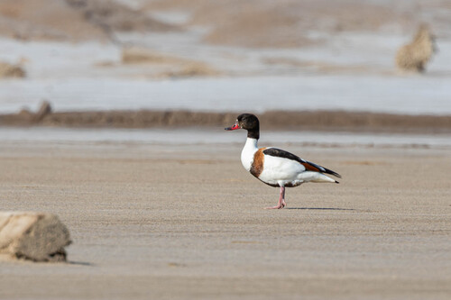 Tarro blanco (Tadorna tadorna)