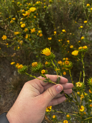 Grindelia ciliata, photograph (c) Chris Stahl, some rights reserved (CC BY)