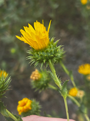 Grindelia ciliata, photograph (c) Chris Stahl, some rights reserved (CC BY)