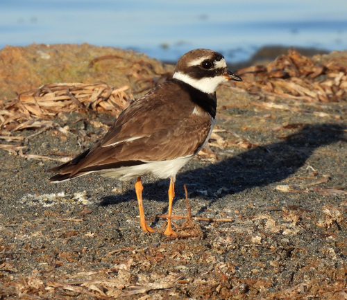 iNaturalist image