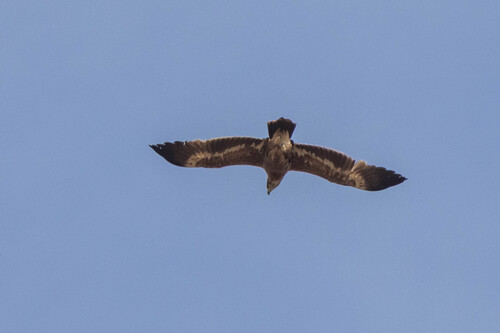 Águila esteparia (Aquila nipalensis)